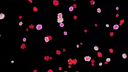 Beautiful illustration of colorful rose flowers on plain black background