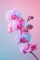 Obraz premium Pink Orchid flower soft elegant vertical background, card template