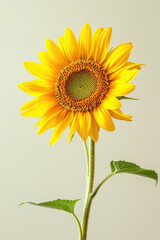 Fototapeta premium Yellow sunflower flower as vertical Greeting card template composition