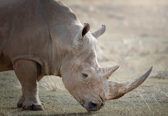 Fototapeta premium Portarit de Rhinocéros, photographie animalière