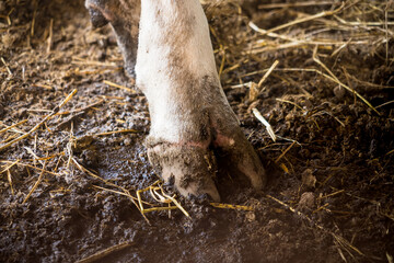 Cow's foot.Cow's legs in the cow stall