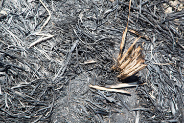 Preparations before the New Year: The bustling activities around the rice-pounding ceremony.