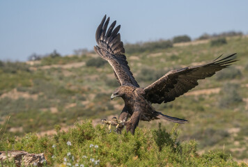 the majestic golden eagle landing	