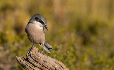 Iberian Grey Shrike on the branch	