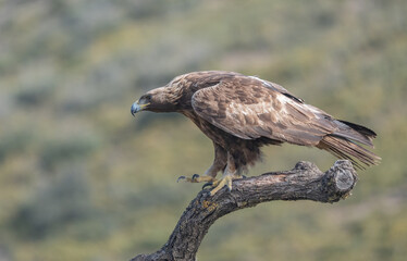 the majestic golden eagle on the trunk	