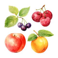 watercolor painting of summer fruits four collection