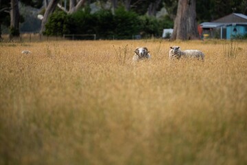 Agricultural farm practicing regenerative farmer, with sheep grazing in field practicing rotational grazing storing carbon in the soil through fungi by carbon sequestration