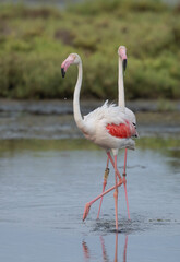 greater flamingos in the lagoon of delta ebro river	