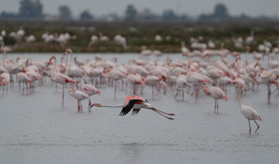 greater flamingos in the lagoon of delta ebro river	