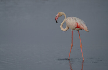greater flamingo in the lagoon of delta ebro river