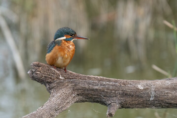 the kingfisher waiting on the branch	
