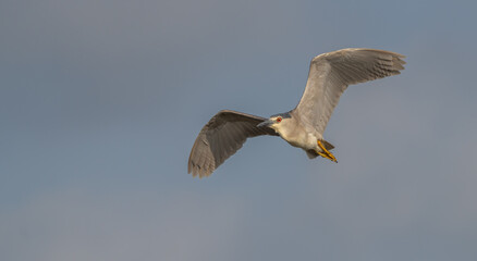 Obraz premium Black-crowned Night Heron in flight over the marsh 