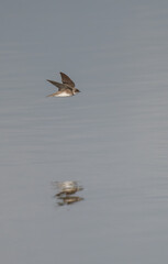 sand martin in flight over the lagoon	