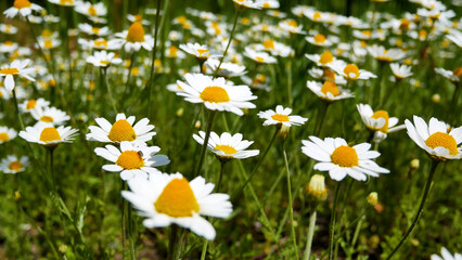Fototapeta premium Field with flowering field daisies. Many white flowers sway in the wind. Wildflowers in the wild in summer.