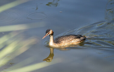 Great Crested Grebe searching for small invertebrates in the lagoon	