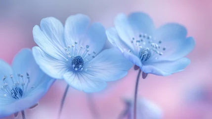 Crédence de cuisine en verre imprimé Violet 春の訪れを感じる青い花