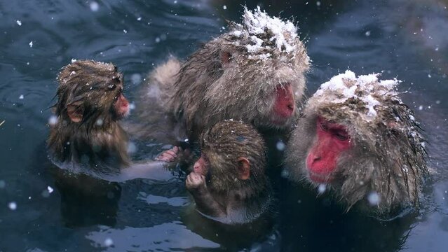 Snow monkeys bathing in a hot spring in Japan in winter, wildlife in Japan, tourist spot in Japan, tourism in Japan in winter