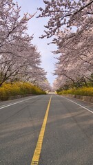 Fototapeta na wymiar Cherry blossom road scenery in Korea
