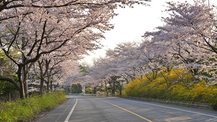 Cherry blossom road scenery in Korea