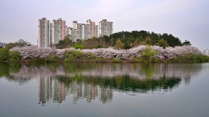 Obraz premium Lake and cherry blossom road scenery on a spring day in Korea
