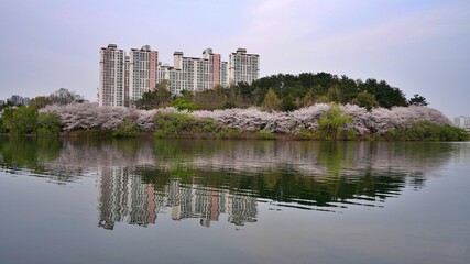 Lake and cherry blossom road scenery on a spring day in Korea