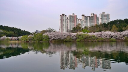 Fototapeta na wymiar Lake and cherry blossom road scenery on a spring day in Korea