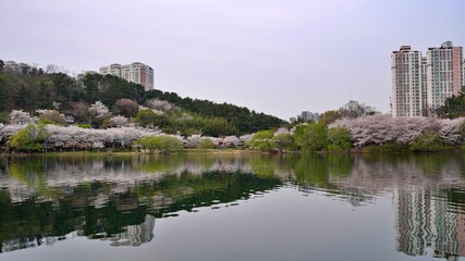 Fototapeta na wymiar Lake and cherry blossom road scenery on a spring day in Korea