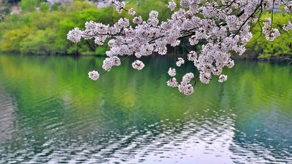 Cherry blossom road scenery around a lake in Korea