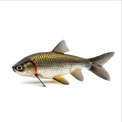 river fish on a white background 1