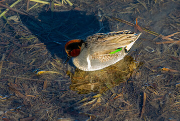 Green Winged Teal at Leonabelle Turnbull Birding Center, Port Aransas, Texas, USA