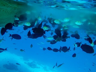 Boat propellers under the hull and Underwater.
Lots of fish around the boat propellers.