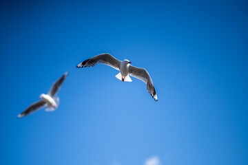 cormorant and seagull on an island in tasmania australia in summer with chicks in a nest