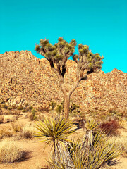 Explore Joshua Tree National Park: A Breathtaking California Desert Adventure6