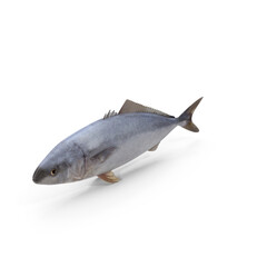 Tuna Fish PNG