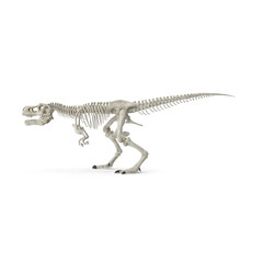 Fototapeta na wymiar Tyrannosaurus Rex Skeleton PNG
