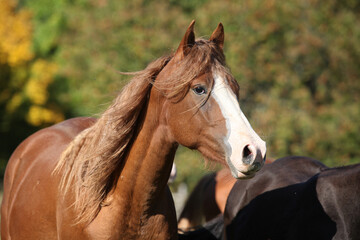 Obraz premium Amazing western horse on the pasturage