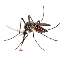 Bloodsucker mosquito isolated on transparent background png file
