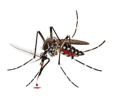 Bloodsucker mosquito isolated on transparent background png file