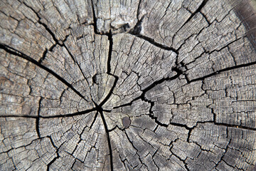 Fototapeta premium The background of wood and decorative wooden products