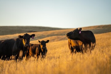 stud wagyu cows and bull in a sustainable agriculture field in summer. fat cow in a field. mother cow with baby at sunset - obrazy, fototapety, plakaty
