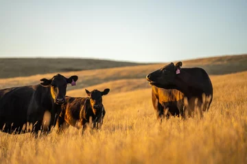 Fototapeten stud wagyu cows and bull in a sustainable agriculture field in summer. fat cow in a field. mother cow with baby at sunset © William