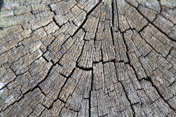 wood and decorative wooden products