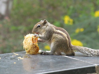 Wild Squirrel eating food, noodles