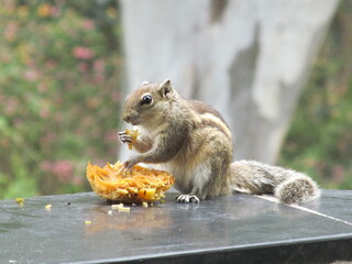 squirrel eating food, noodles