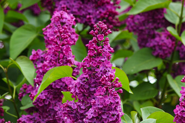 Purple lilac flowers on the bush. Beautiful Syringa flowers, selective focus.