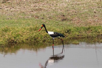 Saddle-billed Stork roaming at the river bank of Namibia on a hot sunny day.