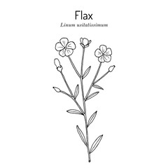 Common flax or linseed (Linum usitatissimum), edible and medicinal plant