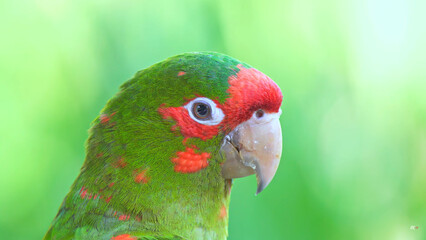 green winged macaw