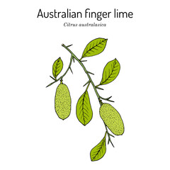 Australian finger lime (Citrus australasica), edible and medicinal plant.
