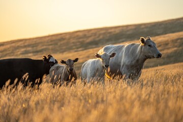 Close up of a black and white cows grazing on pasture in a field on a farm with the sun setting...